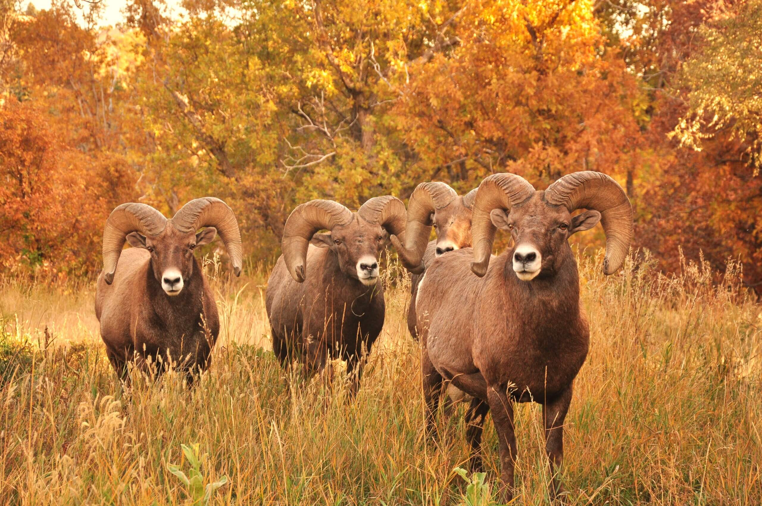 Big Horn Sheep