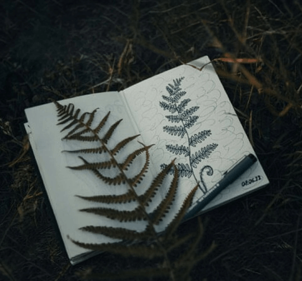 nature (1)